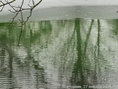 Калининградцам объяснили, почему пруды в Парке Победы приобрели зеленоватый оттенок