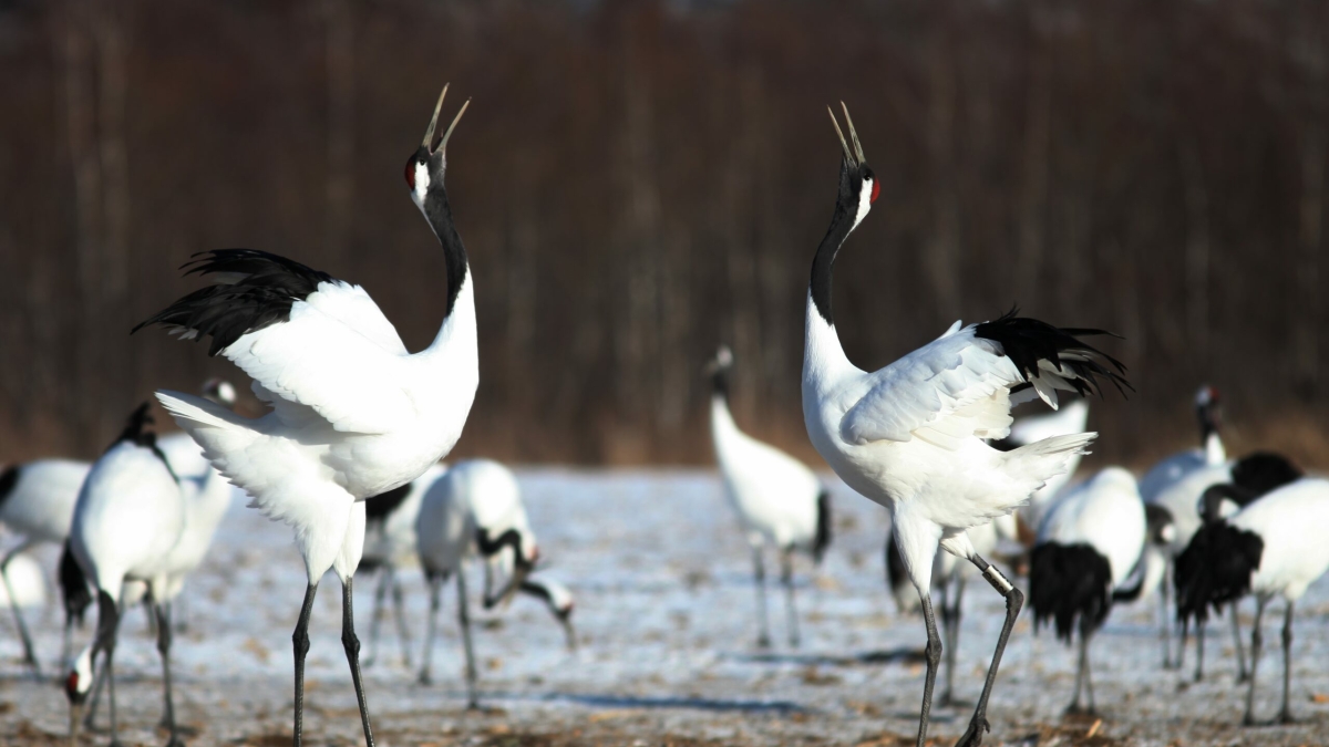 журавль, журавли