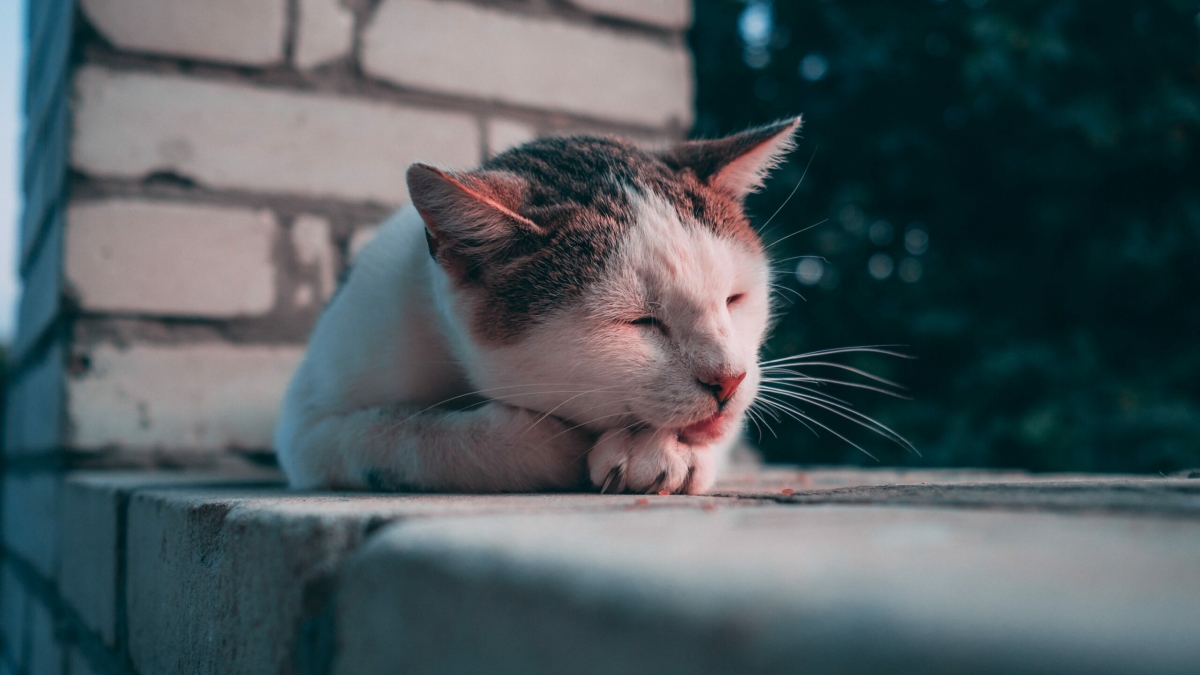 бездомный бродячий кот кошка