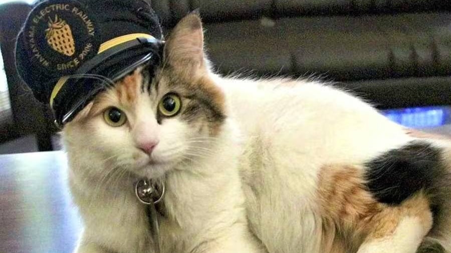 кошка Йонтама в Японии