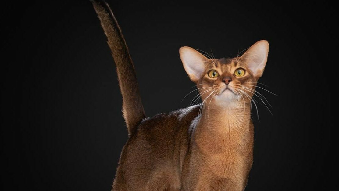 Абиссинский кот