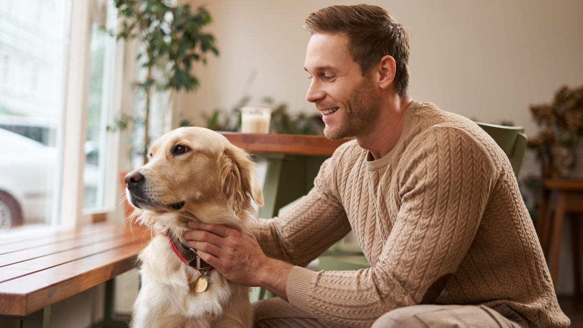 собака, пес,