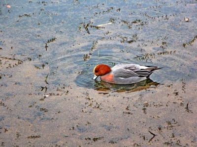 На берегу реки Учи стартовало в Ивантеевке появится зона отдыха