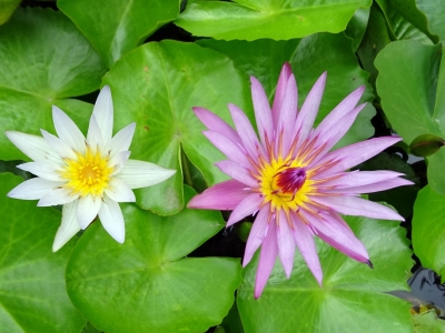 Ликвидация пруда Долиной обойдется в 50 млн рублей и займет два месяца