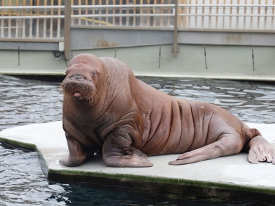 Московский зоопарк отметит 162-й день рождения
