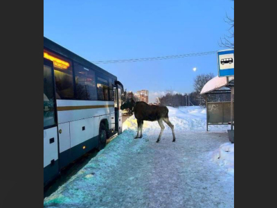 На остановке в Балашихе заметили лося