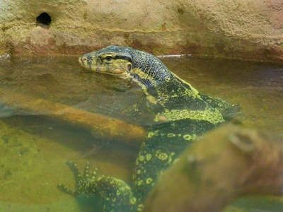 Московский зоопарк представил полосатого варана и пантерового хамелеона