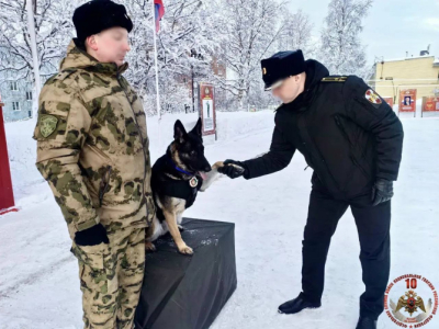 В Мурманске наградили служебную собаку за обнаружение боеприпасов в зоне СВО