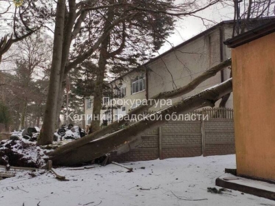 В лагере под Светлогорском нашли почти 40 аварийных деревьев