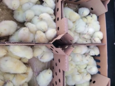 Свердловская область отправляет на Дальний Восток тысячи цыплят