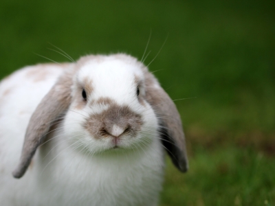 В Гурьевске закрыли зооуголок в парке из-за отсутствия лицензии