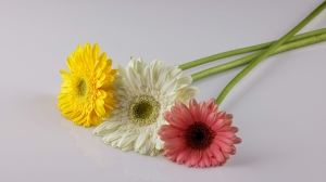 Эстетика расцвета: главный дизайн-тренд 2026 года - Фото