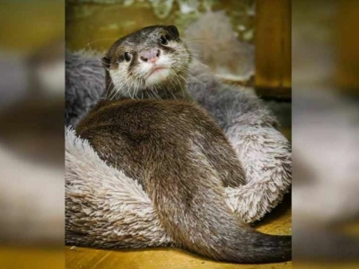 Выдра Василек стала Зоо-мистером в Екатеринбурге