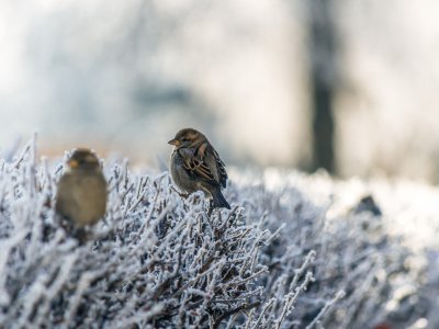 В Подмосковье насчитали почти 13 тысяч воробьев