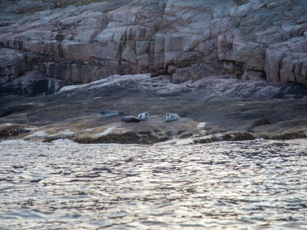 Социальные проекты Арктики поддержат грантами - Фото
