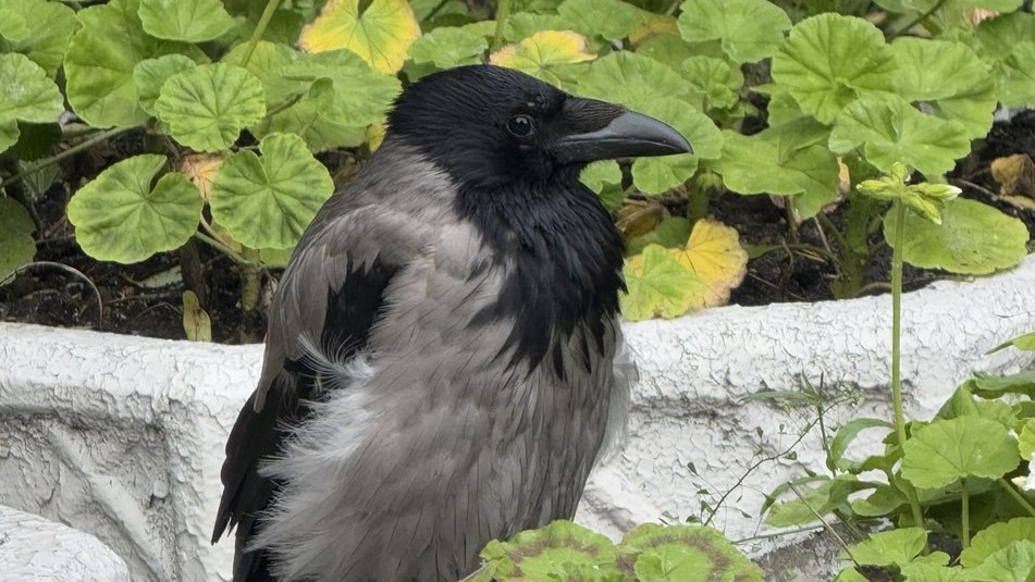 птица, ворона, вороны, парк, весна