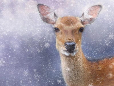 В деревне Маклино спасли косулю