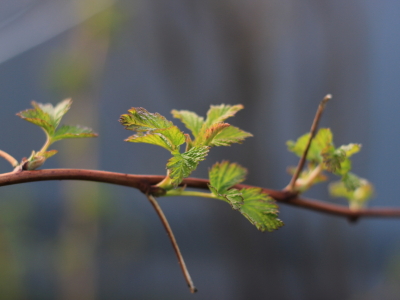 Весна наступит в Ярославской области в середине марта