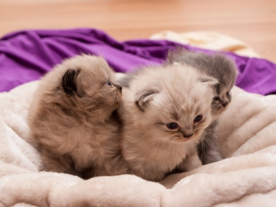 С 1 марта калужские ветаптеки перейдут на «Честный знак»