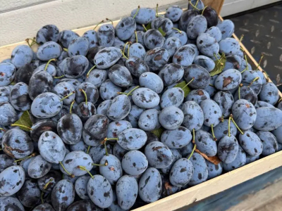 В порт Петербурга из Чили прибыли зараженные сливы и нектарины