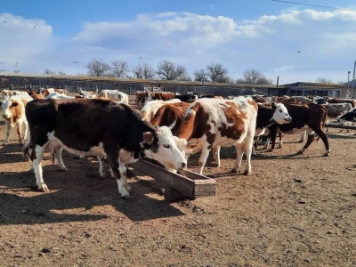 Игорь Бабушкин сообщил о поддержке астраханских аграриев на сумму более 5 млрд рублей