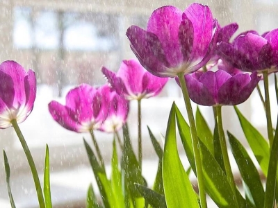 Москвичам рассказали о весенних экскурсиях в «Царицыно» и «Флорариуме»