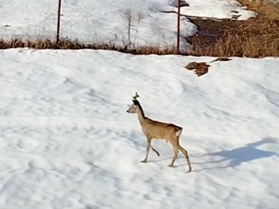 В калужском микрорайоне Мстихино заметили забредшую косулю