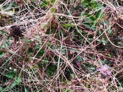 В Петербурге задержали 27 тонн семян чиа из-за опасного сорняка