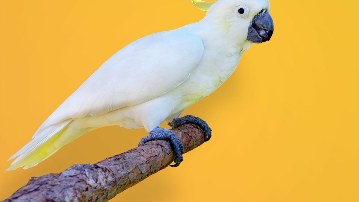 попугай, птица