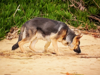 В Ярославле возобновят строительство кинологического центра