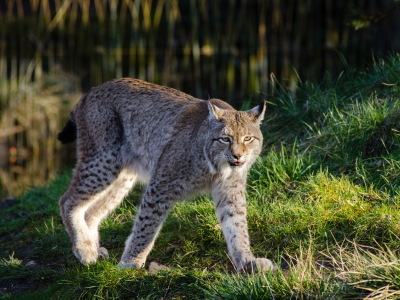 У костромской трассы пригрелись на солнышке рыси