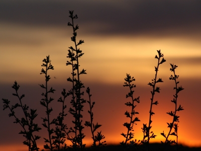 В Ленобласти прогнозируют потепление до +14 градусов