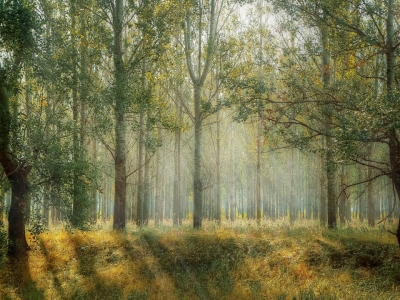 В Ярославской области готовятся к пожароопасному периоду