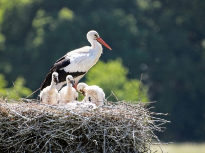 В Ярославскую область прилетели аисты