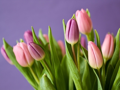 В Подмосковье подсчитали стоимость тюльпанов в преддверии 8 Марта