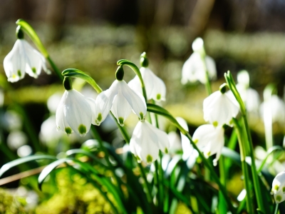 Калужанам напоминают о штрафах за сбор подснежников