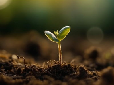 В Мурманской области предпринимателя наказали за продажу семян не из Госреестра