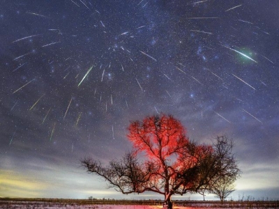 Под Астраханью вырубили астрономическое дерево любителей звездного неба