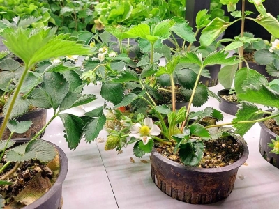 В Москве развивают новаторские проекты в области сельского хозяйства