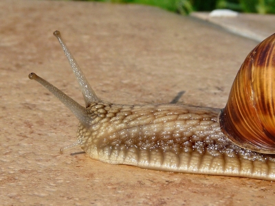 В Подмосковье ожидается наплыв испанских моллюсков