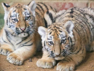 Жители столицы выбрали имена для амурских тигрят из Московского зоопарка