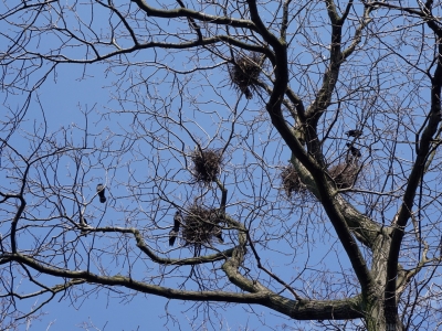 В Калугу прилетели грачи и скворцы