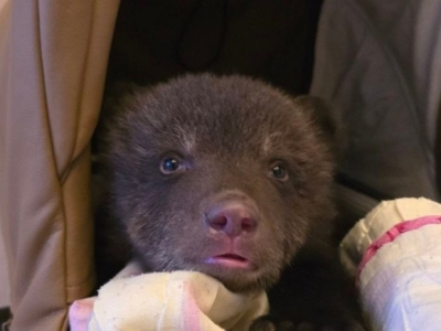 Троих медвежат подбросили к центру реабилитации под Екатеринбургом