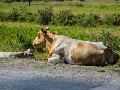 Игорь Мартынов: принятый закон должен исключить неконтролируемый выгул скота