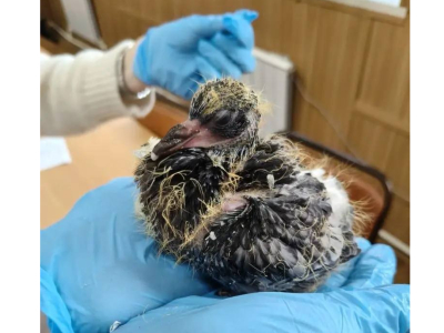 Ветеринары Госветслужбы Подмосковья спасли подкинутых птенцов