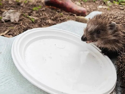В Гатчине на субботнике вытащили ежей из бетонной ямы