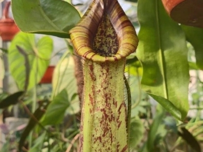 В Ярославском университете зацвели хищные непентесы