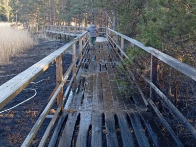 В Ленобласти неизвестные подожгли Кургальский заказник и экотропу