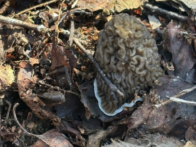 В Ярославской области открылся сезон весенних грибов