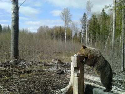 Ленинградцев попросили не забирать медвежат из леса без разрешения